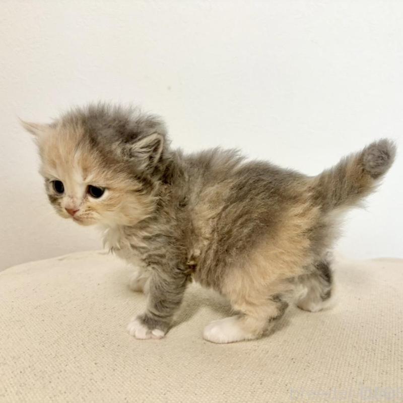 販売中の兵庫県のサイベリアン-135807の10枚目