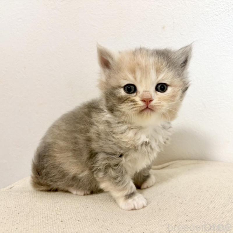 販売中の兵庫県のサイベリアン-135807の9枚目