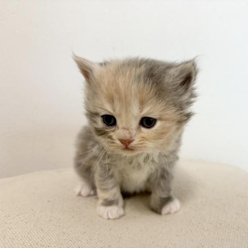 販売中の兵庫県のサイベリアン-135807の8枚目