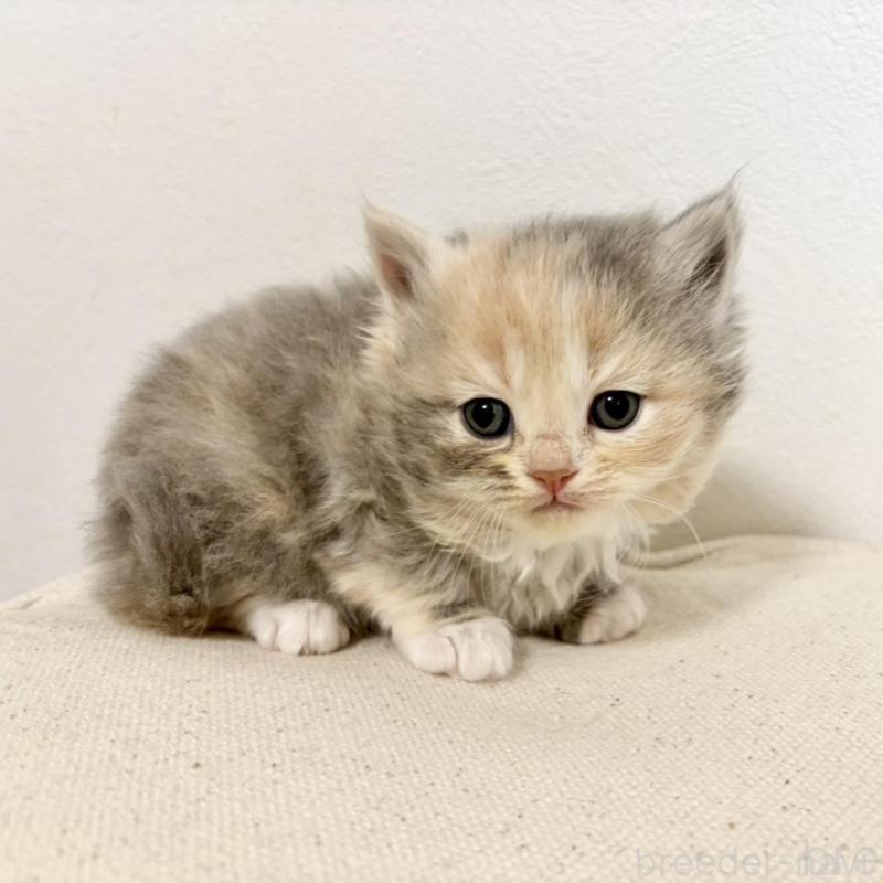 販売中の兵庫県のサイベリアン-135807の7枚目