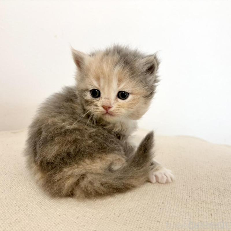 販売中の兵庫県のサイベリアン-135807の5枚目