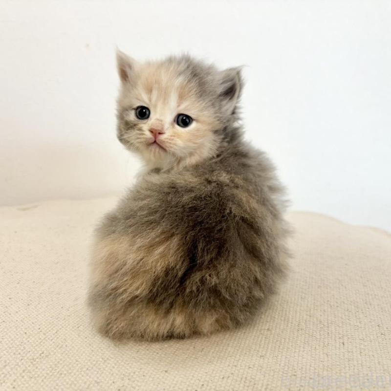 販売中の兵庫県のサイベリアン-135807の4枚目