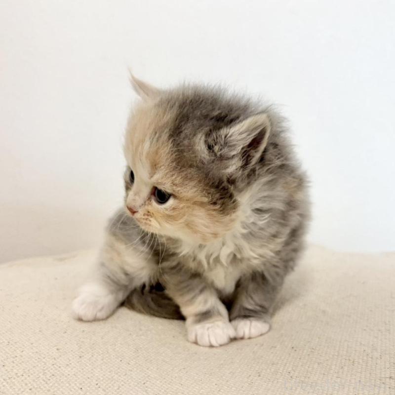 販売中の兵庫県のサイベリアン-135807の3枚目