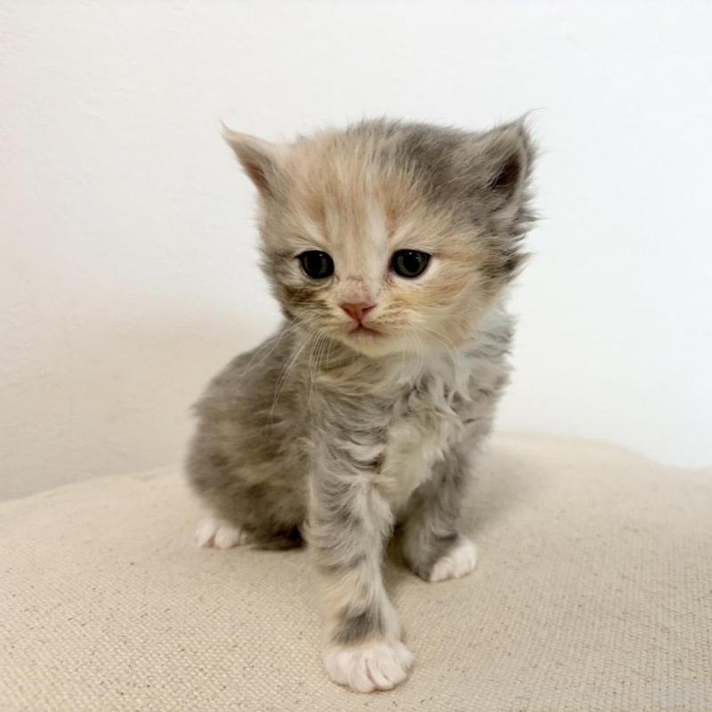 販売中の兵庫県のサイベリアン-135807の2枚目