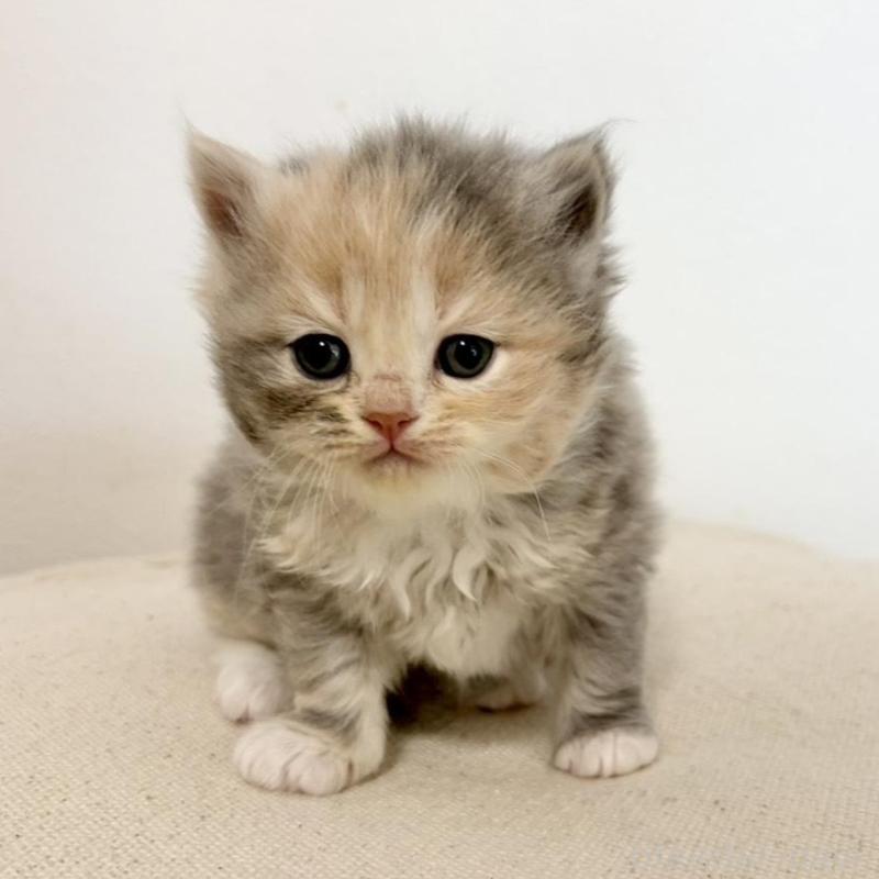 販売中の兵庫県のサイベリアン-135807の1枚目