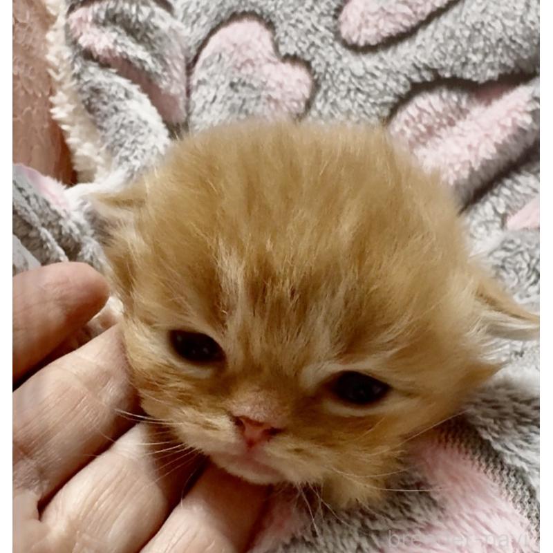 販売中の大阪府のスコティッシュフォールド(折れ耳)-135808の8枚目