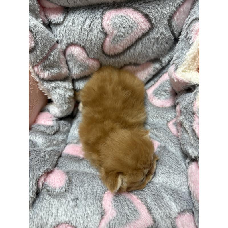 販売中の大阪府のスコティッシュフォールド(折れ耳)-135808の7枚目