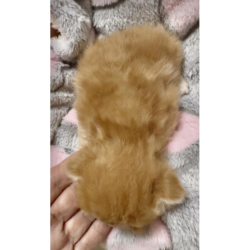 販売中の大阪府のスコティッシュフォールド(折れ耳)-135808の5枚目