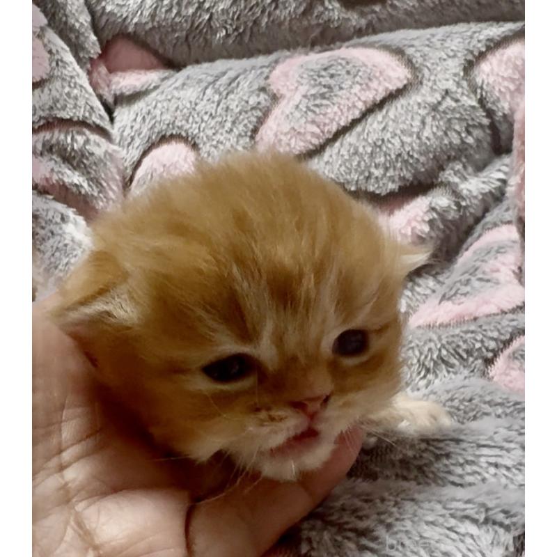 販売中の大阪府のスコティッシュフォールド(折れ耳)-135808の4枚目