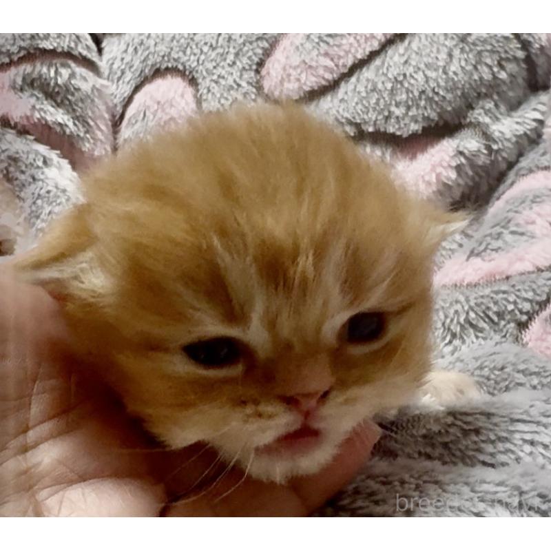 販売中の大阪府のスコティッシュフォールド(折れ耳)-135808の3枚目