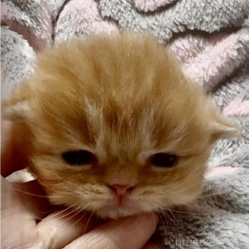 販売中の大阪府のスコティッシュフォールド(折れ耳)-135808の1枚目