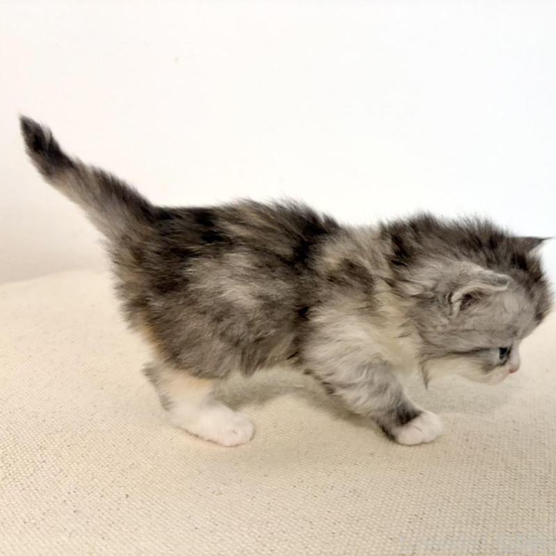 販売中の兵庫県のサイベリアン-135809の11枚目