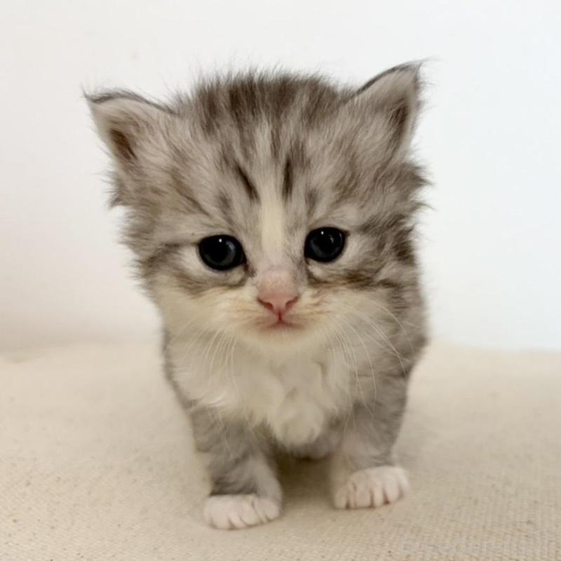 販売中の兵庫県のサイベリアン-135809