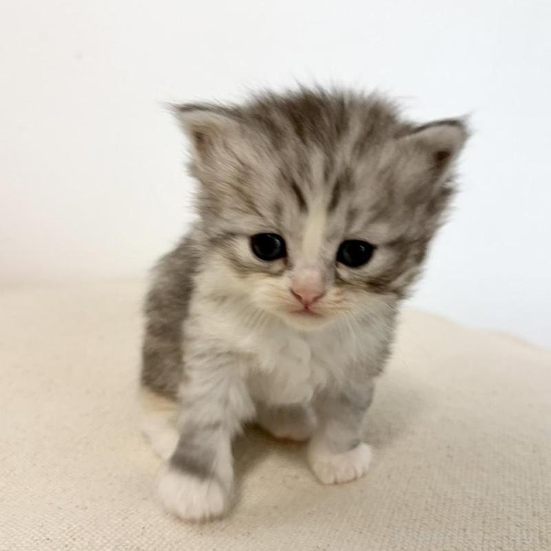 販売中の兵庫県のサイベリアン-135809の9枚目