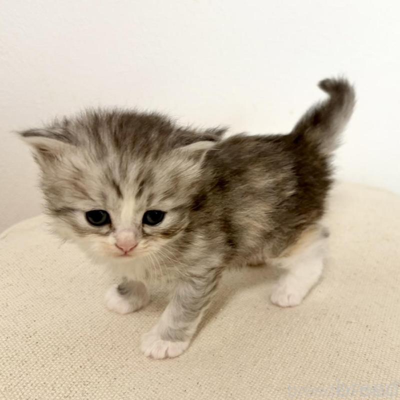 販売中の兵庫県のサイベリアン-135809の7枚目