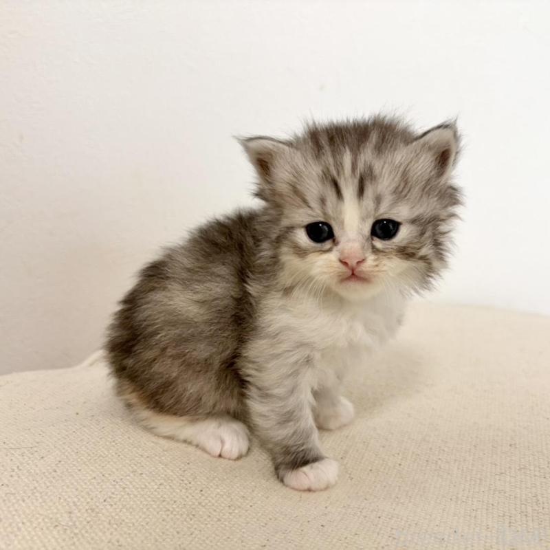 販売中の兵庫県のサイベリアン-135809の6枚目