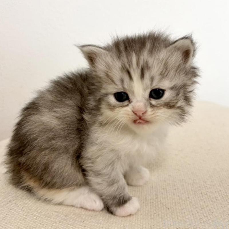 販売中の兵庫県のサイベリアン-135809の5枚目