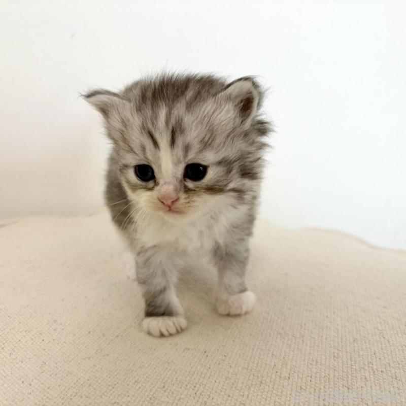 販売中の兵庫県のサイベリアン-135809の4枚目