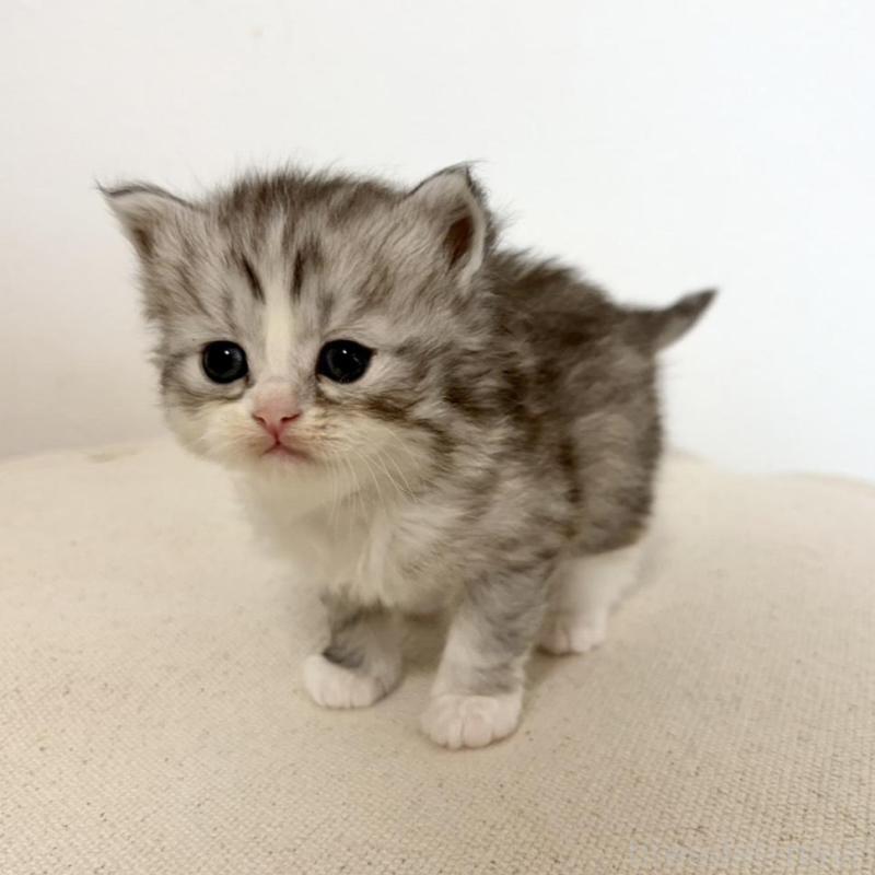 販売中の兵庫県のサイベリアン-135809の3枚目