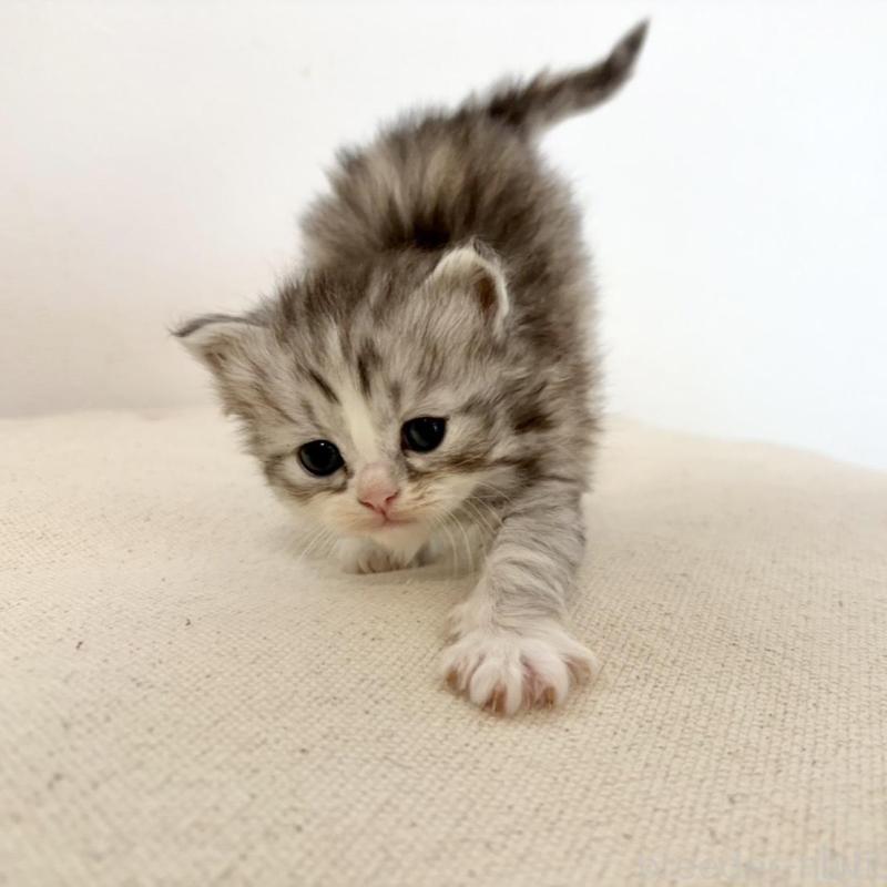 販売中の兵庫県のサイベリアン-135809の2枚目