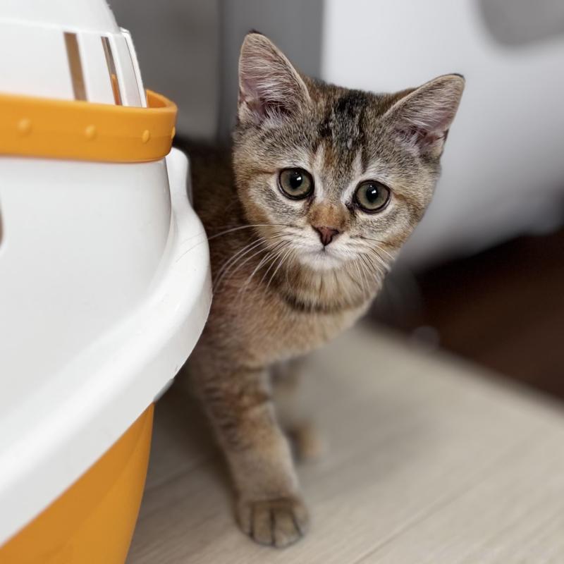 成約済の埼玉県のマンチカン-130896の2枚目