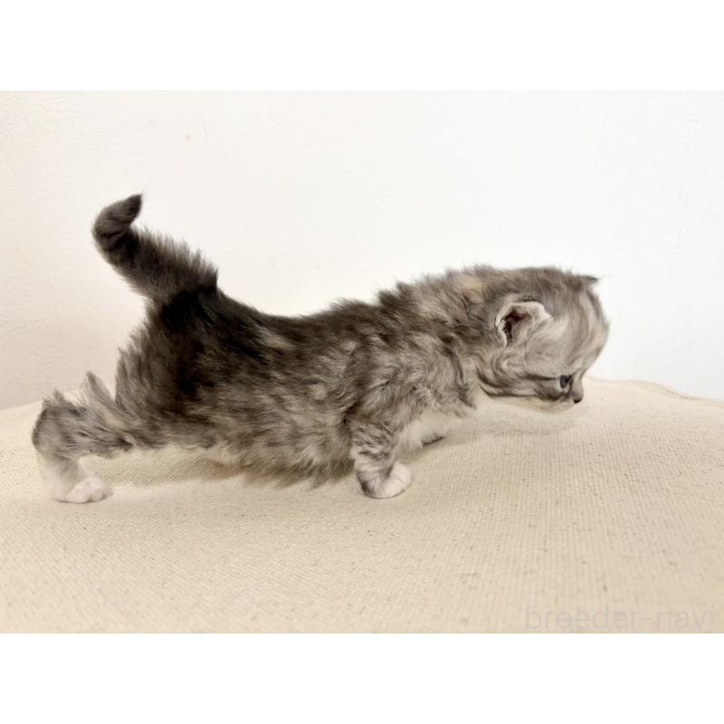 販売中の兵庫県のサイベリアン-135811の11枚目