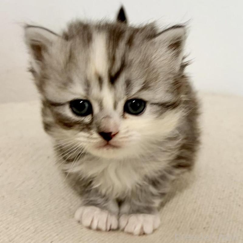 販売中の兵庫県のサイベリアン-135811