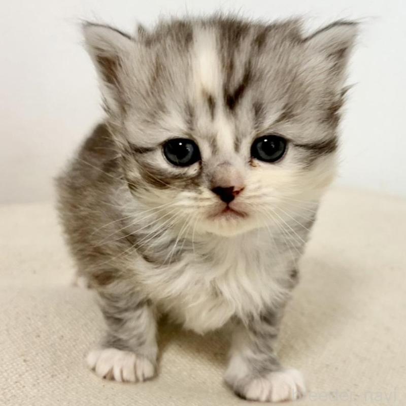 販売中の兵庫県のサイベリアン-135811の10枚目