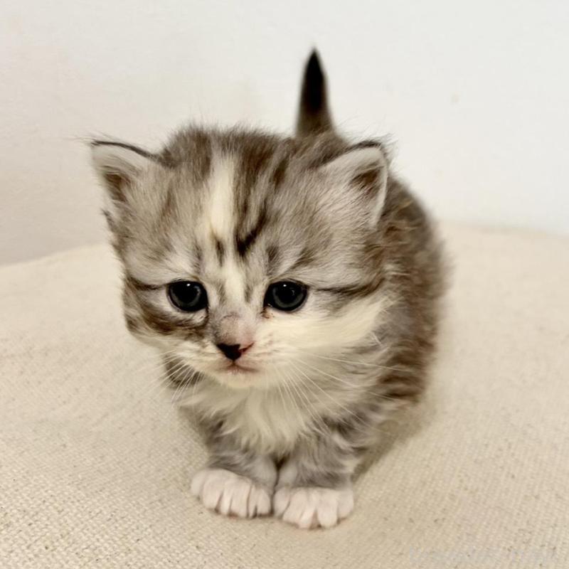 販売中の兵庫県のサイベリアン-135811の9枚目