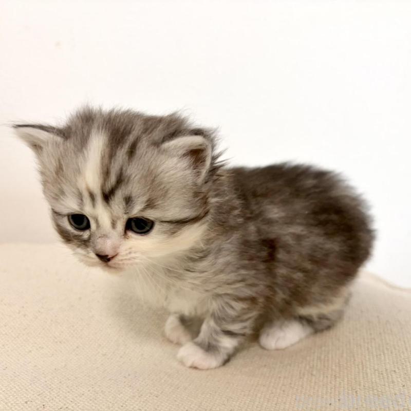 販売中の兵庫県のサイベリアン-135811の8枚目