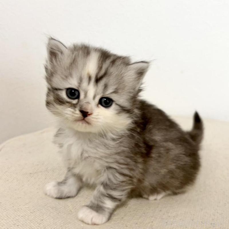 販売中の兵庫県のサイベリアン-135811の7枚目