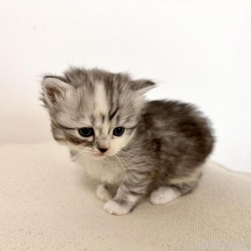 販売中の兵庫県のサイベリアン-135811の6枚目