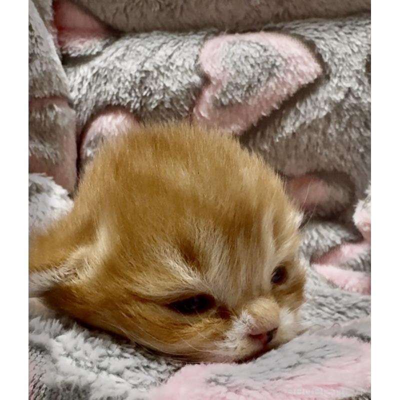 販売中の大阪府のスコティッシュフォールド(折れ耳)-135810の6枚目