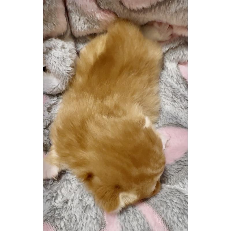 販売中の大阪府のスコティッシュフォールド(折れ耳)-135810の5枚目