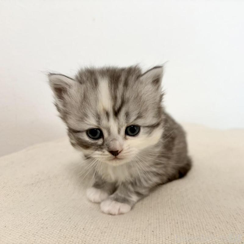 販売中の兵庫県のサイベリアン-135811の5枚目