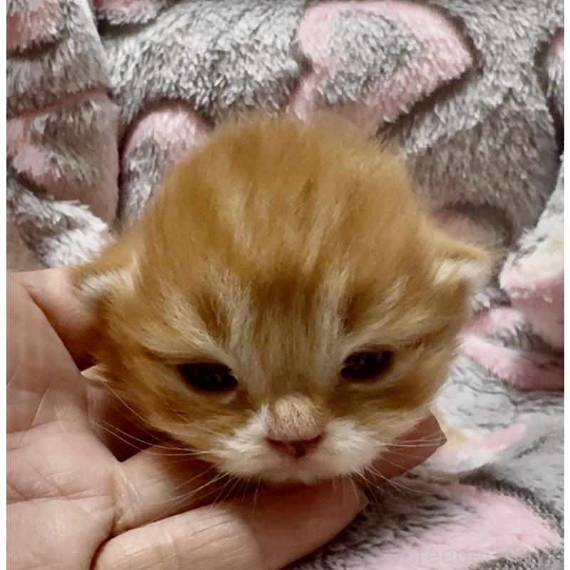 販売中の大阪府のスコティッシュフォールド(折れ耳)-135810の3枚目