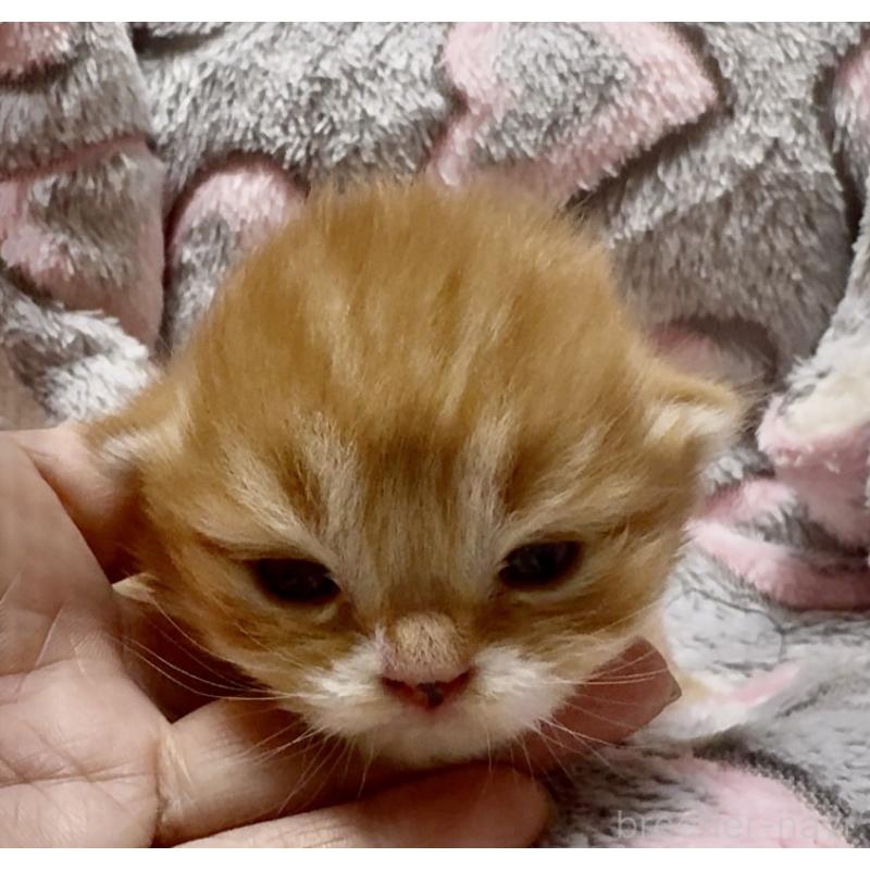 販売中の大阪府のスコティッシュフォールド(折れ耳)-135810の2枚目