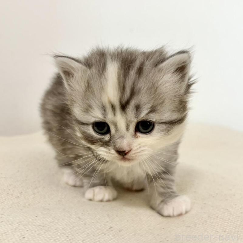 販売中の兵庫県のサイベリアン-135811の4枚目