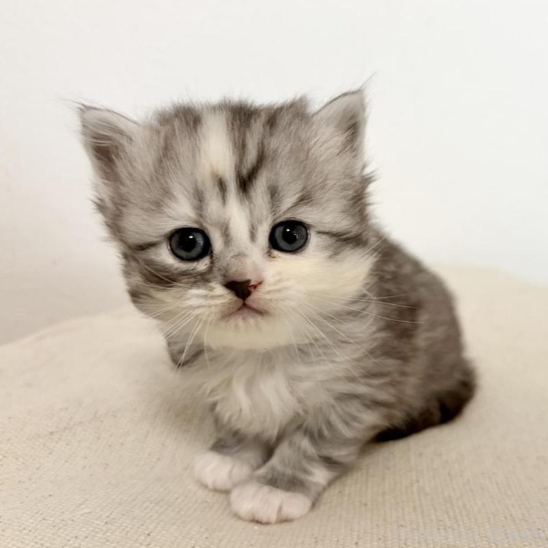 販売中の兵庫県のサイベリアン-135811の3枚目