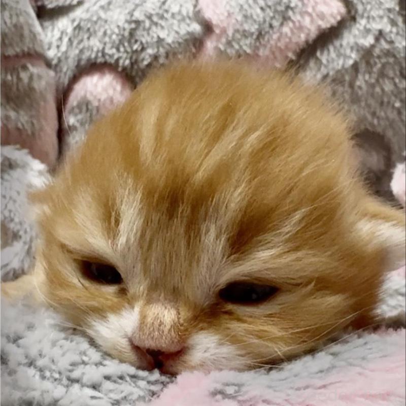 販売中の大阪府のスコティッシュフォールド(折れ耳)-135810の1枚目