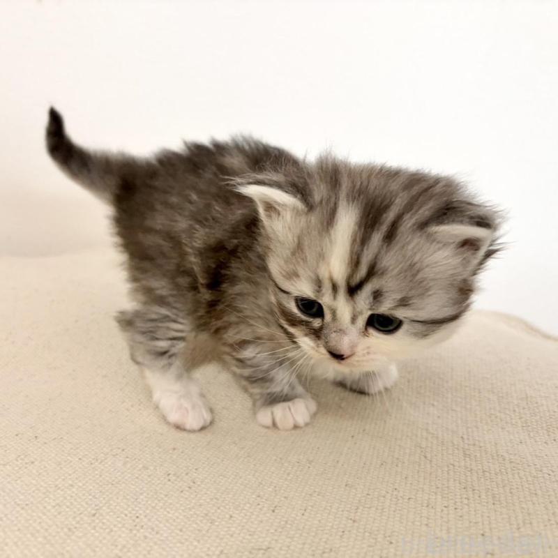 販売中の兵庫県のサイベリアン-135811の2枚目