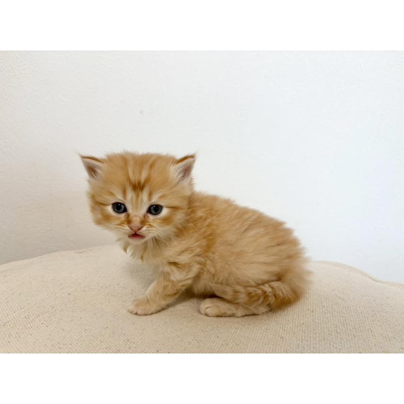 販売中の兵庫県のサイベリアン-135813の11枚目