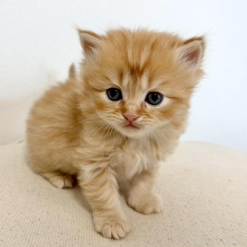 販売中の兵庫県のサイベリアン-135813の10枚目