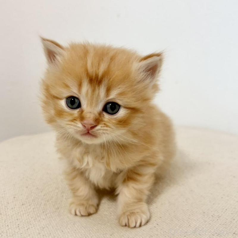 販売中の兵庫県のサイベリアン-135813の9枚目