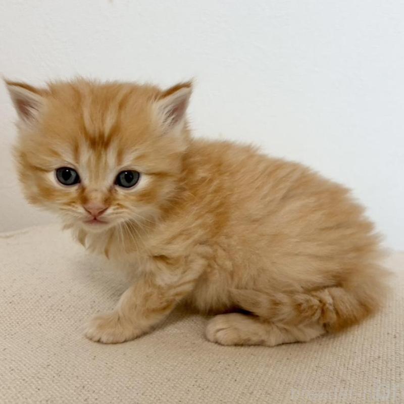 販売中の兵庫県のサイベリアン-135813の8枚目