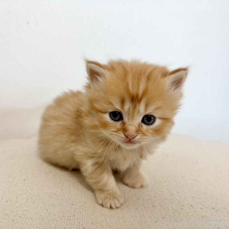 販売中の兵庫県のサイベリアン-135813の7枚目