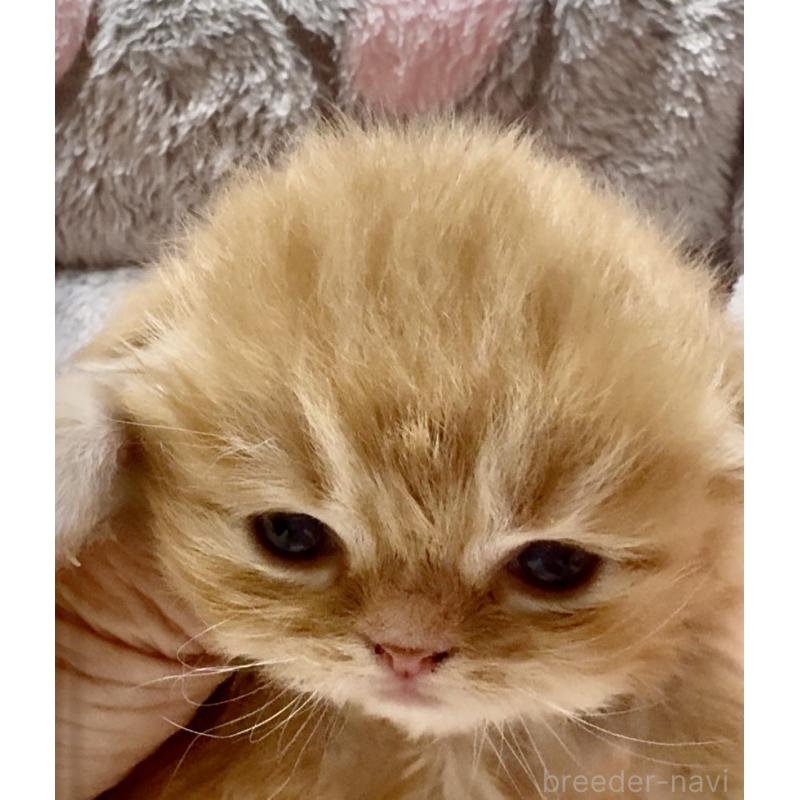 販売中の大阪府のスコティッシュフォールド(折れ耳)-135812の4枚目