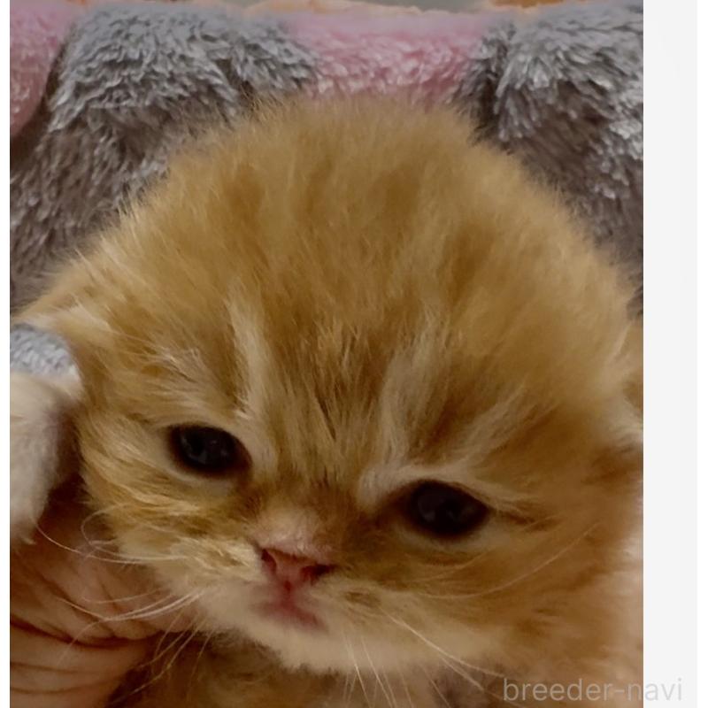 販売中の大阪府のスコティッシュフォールド(折れ耳)-135812の3枚目