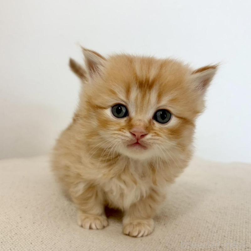 販売中の兵庫県のサイベリアン-135813の6枚目