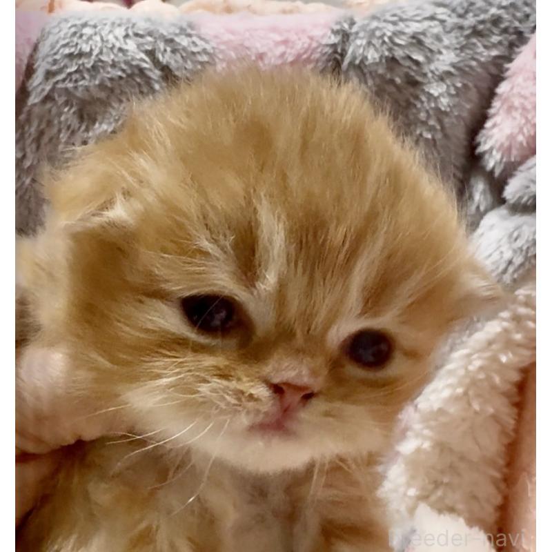 販売中の大阪府のスコティッシュフォールド(折れ耳)-135812の2枚目